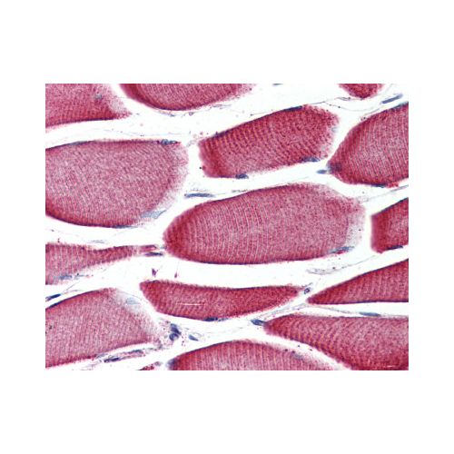 GPR43 (Internal) antibody