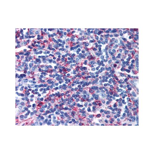 GPR44 / CRTH2 (Extracellular Domain) antibody
