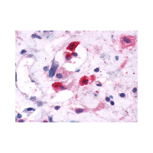 GPR44 / CRTH2 (N-Terminus) antibody