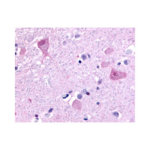 GPR45 (C-Terminus) antibody