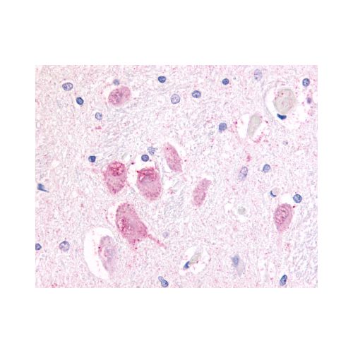 GPR45 (Cytoplasmic Domain) antibody