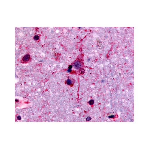 GPR45 (Extracellular Domain) antibody