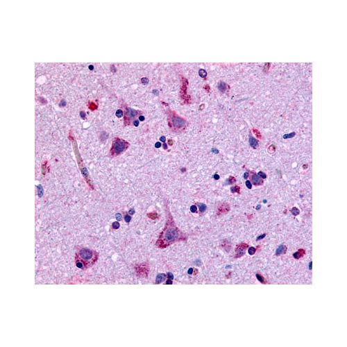 GPR45 (N-Terminus) antibody