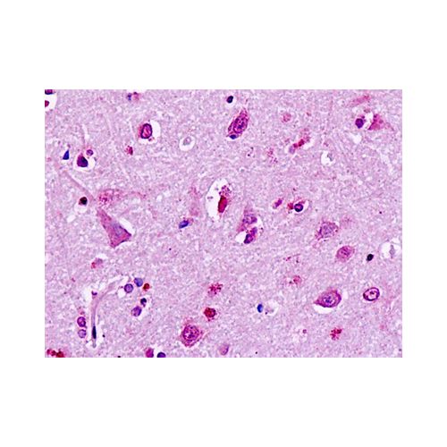 GPR49 (Cytoplasmic Domain) antibody