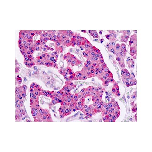 GPR49 (N-Terminus) antibody