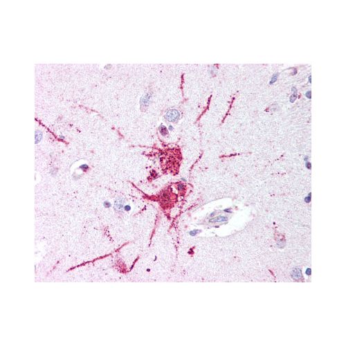 GPR52 (C-Terminus) antibody