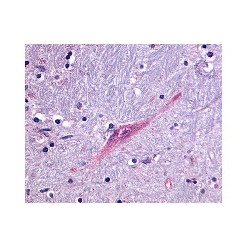 GPR55 (C-Terminus) antibody