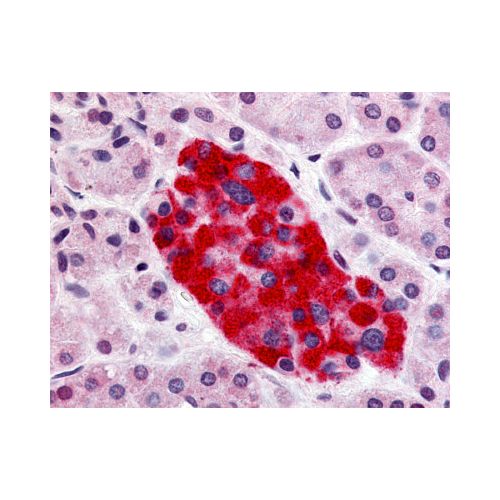 GPR55 (Cytoplasmic Domain) antibody