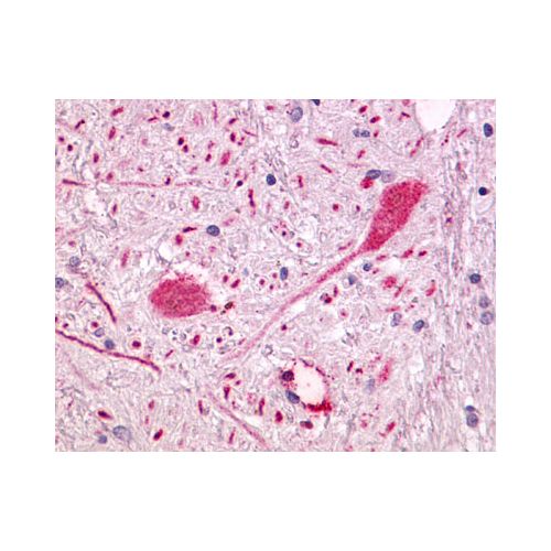 GPR55 (Extracellular Domain) antibody