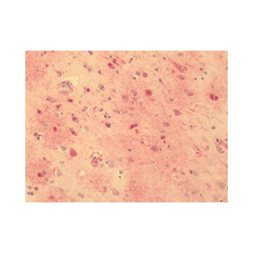 GPR56 (Cytoplasmic Domain) antibody