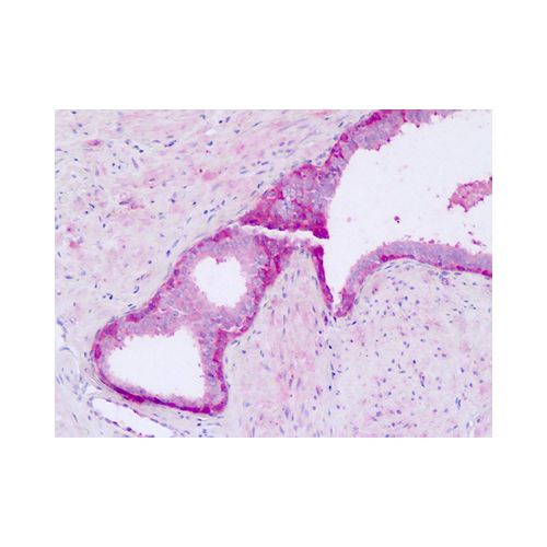 GPR56 (N-Terminus) antibody