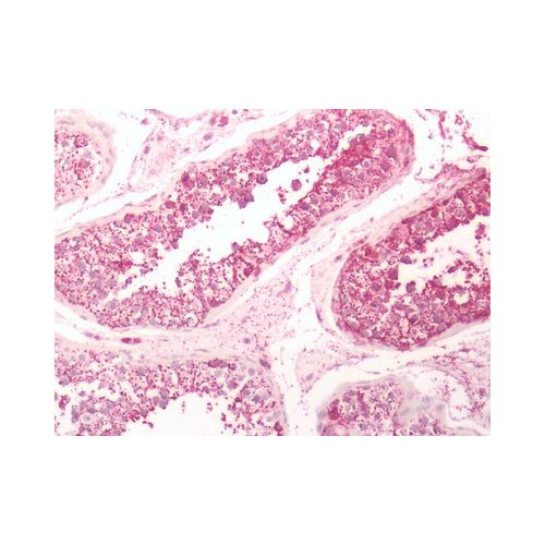 GPR6 (C-Terminus) antibody