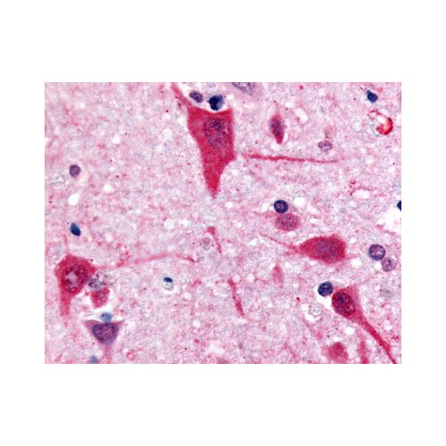 GPR61 (C-Terminus) antibody