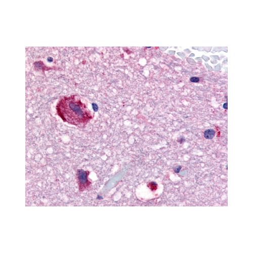 GPR61 (Cytoplasmic Domain) antibody