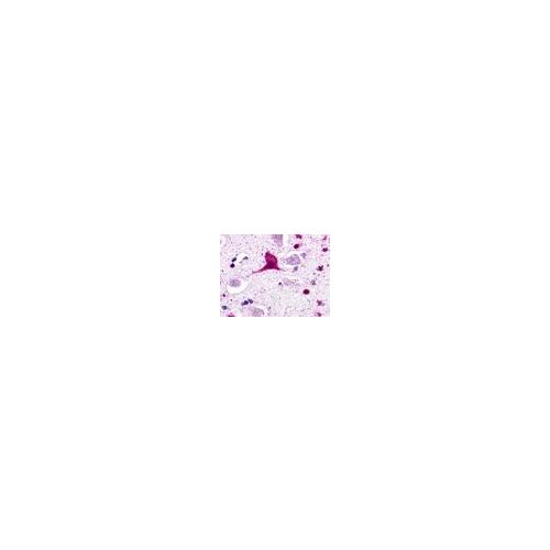 GPR62 (Cytoplasmic Domain) antibody