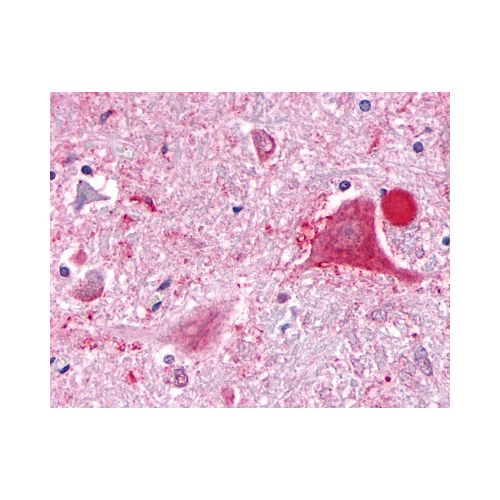 GPR63 (C-Terminus) antibody
