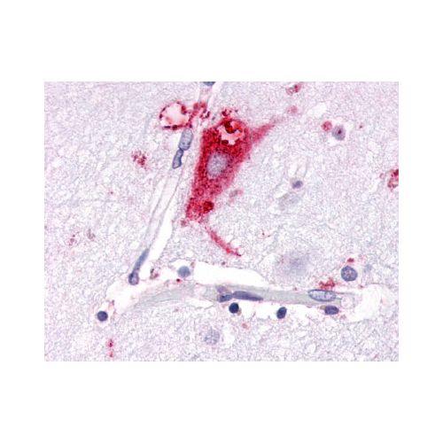 GPR63 (C-Terminus) antibody