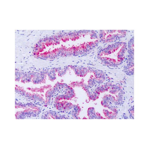 GPR63 (Cytoplasmic Domain) antibody