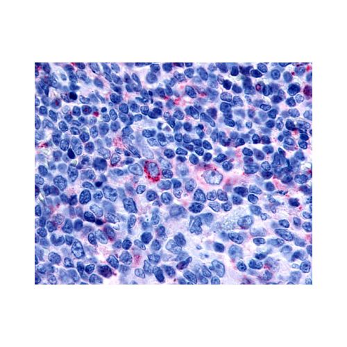 GPR65 (Cytoplasmic Domain) antibody