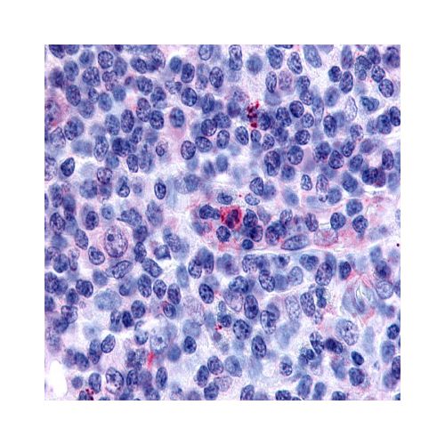 GPR65 (Cytoplasmic Domain) antibody