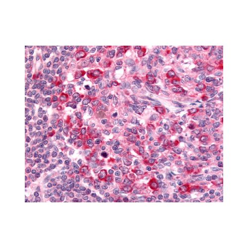 GPR65 (Extracellular Domain) antibody