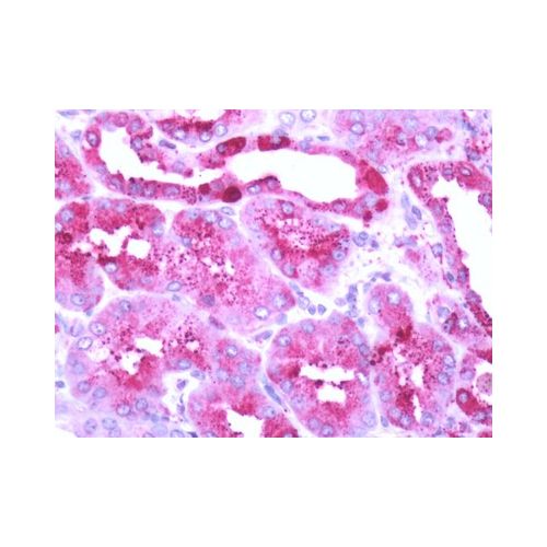GPR68 (C-Terminus) antibody