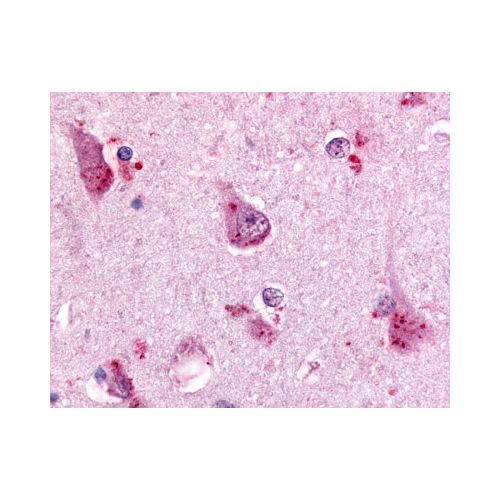 GPR68 (C-Terminus) antibody