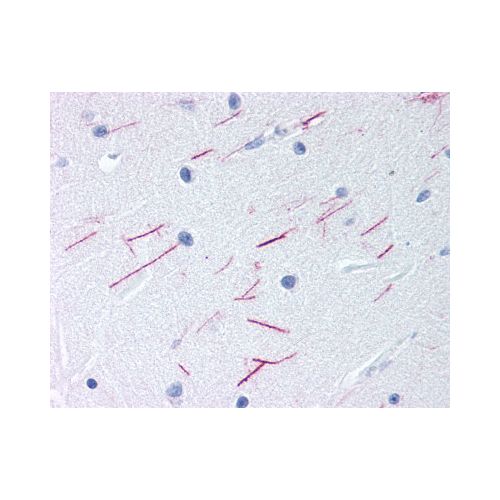 GPR68 (Cytoplasmic Domain) antibody