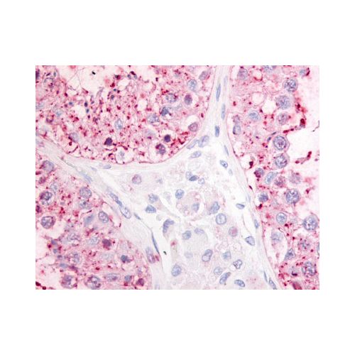GPR68 (Cytoplasmic Domain) antibody