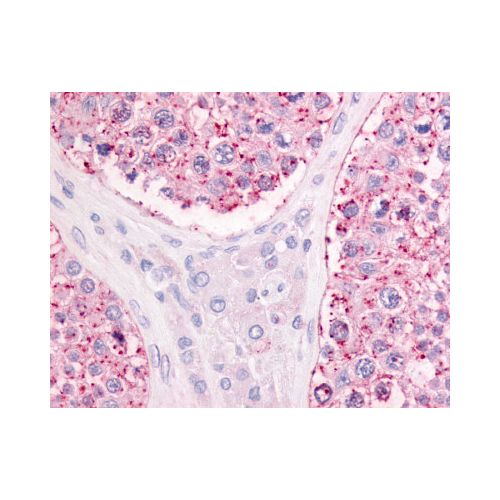 GPR68 (Extracellular Domain) antibody