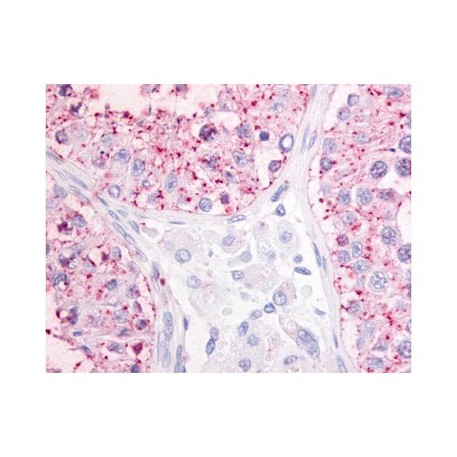 GPR68 (N-Terminus) antibody