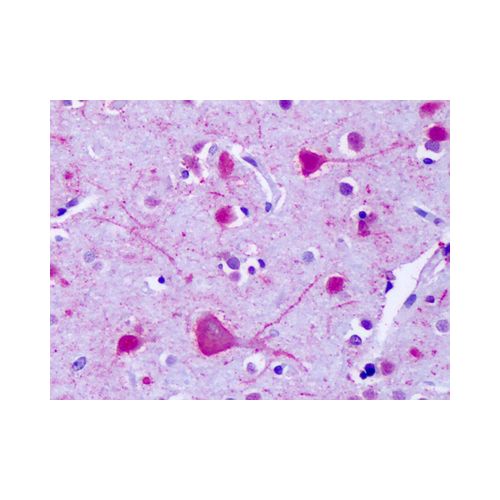 GPR75 (C-Terminus) antibody