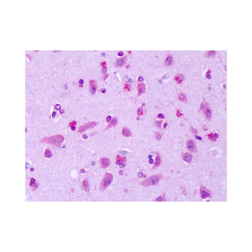 GPR75 (Extracellular Domain) antibody