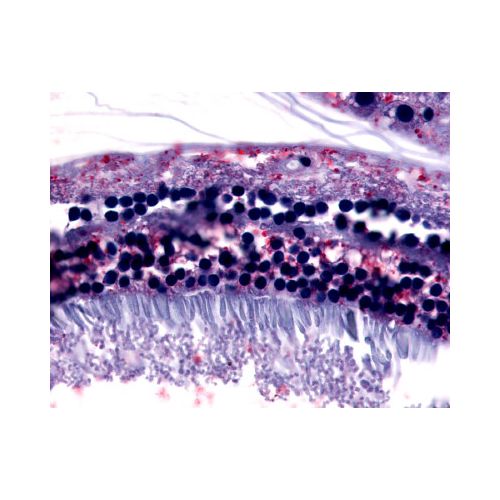 GPR75 (N-Terminus) antibody