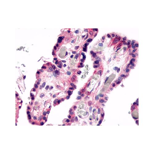 GPR78 (C-Terminus) antibody