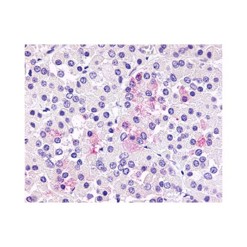 GPR81 (C-Terminus) antibody