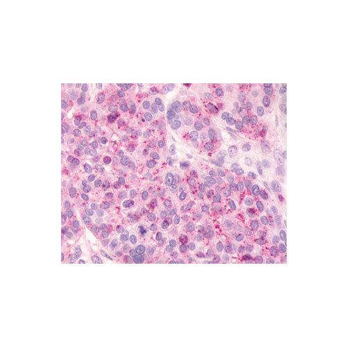 GPR81 (Extracellular Domain) antibody