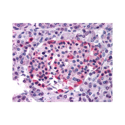 GPR81 (N-Terminus) antibody