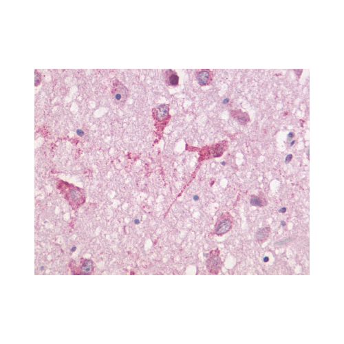 GPR83 (Cytoplasmic Domain) antibody