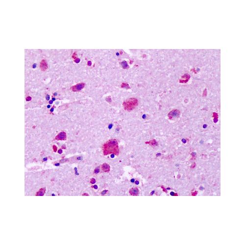 GPR83 (Extracellular Domain) antibody