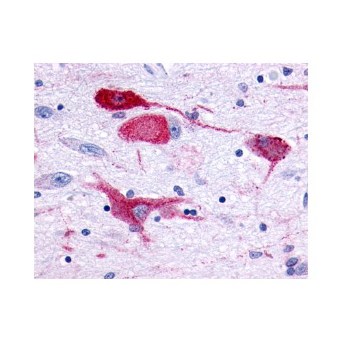GPR83 (Extracellular Domain) antibody