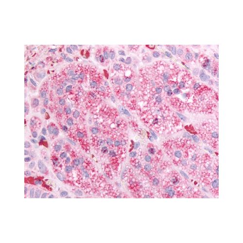GPR84 (Cytoplasmic Domain) antibody