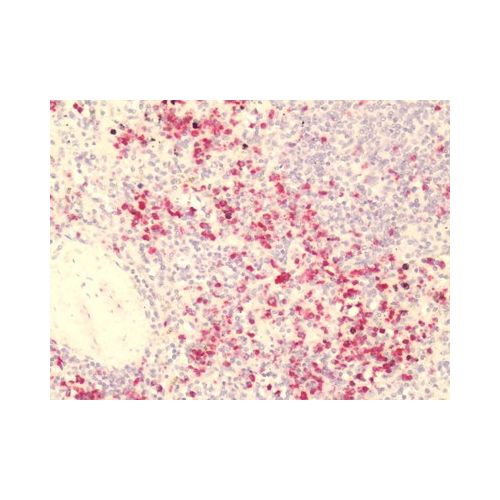 GPR84 (Extracellular Domain) antibody