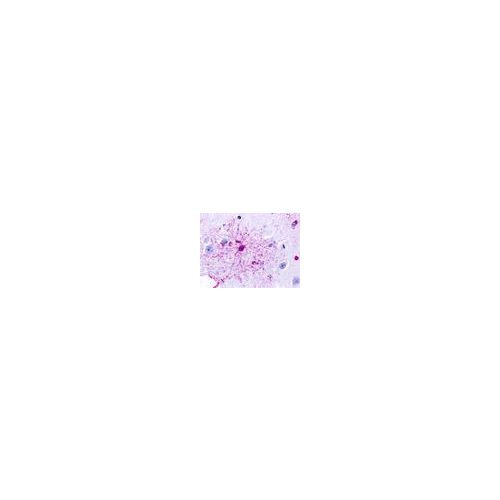 GPR84 (Transmembrane Domain) antibody