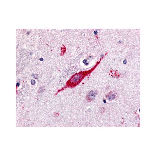 GPR85 (C-Terminus) antibody