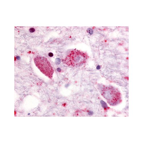 GPR85 (Cytoplasmic Domain) antibody