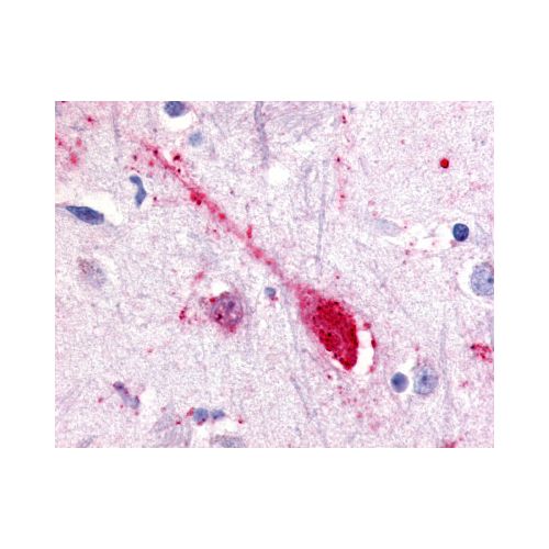 GPR85 (Extracellular Domain) antibody