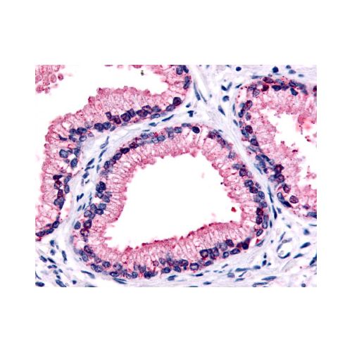 GPR87 (C-Terminus) antibody