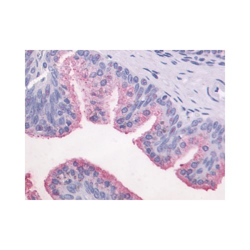 GPR87 (C-Terminus) antibody