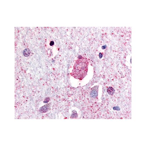 GPR88 (C-Terminus) antibody